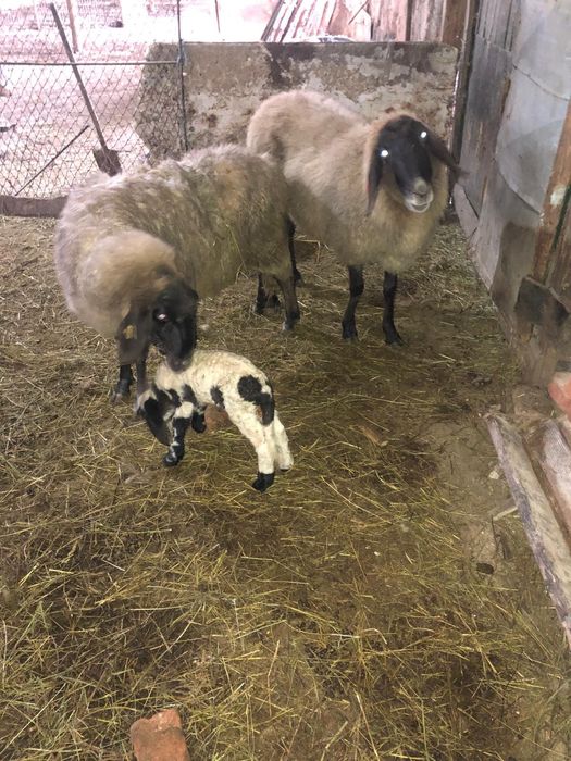 Vand  oi cu miei carabase sarbesti 1500