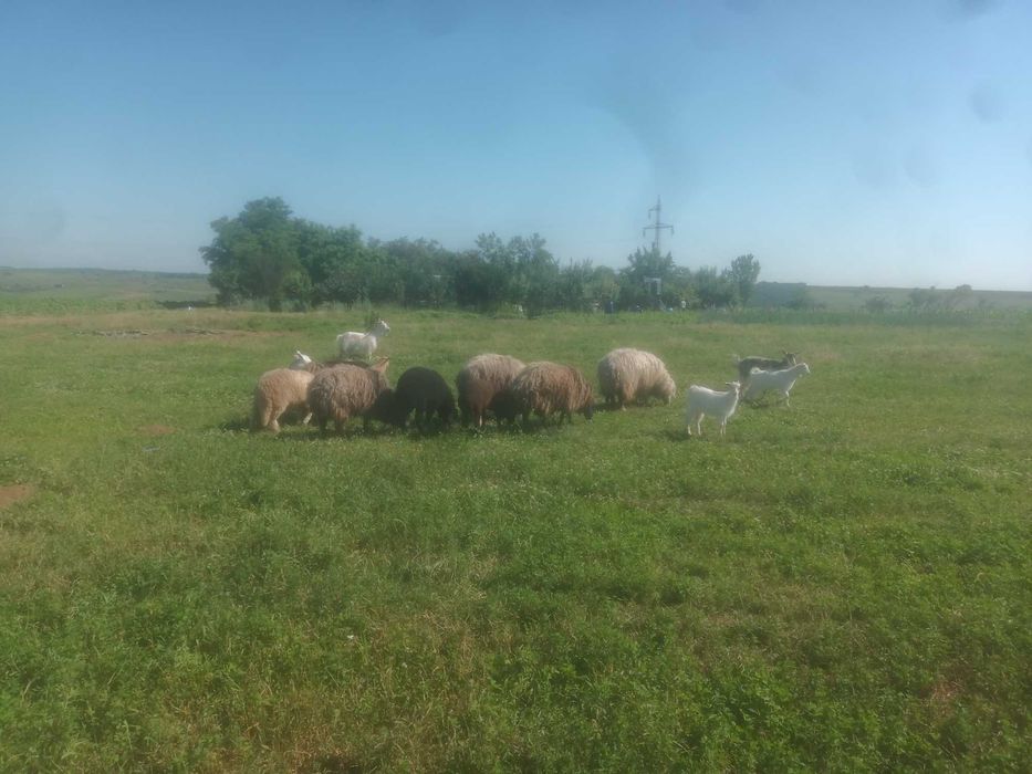 Vând  4 oi, 5 capre, 1 berbec și 5 iezi pret avantajos