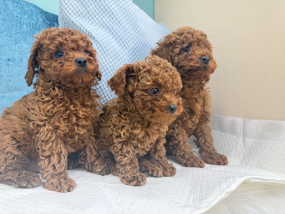 Той пудел момче и момиче