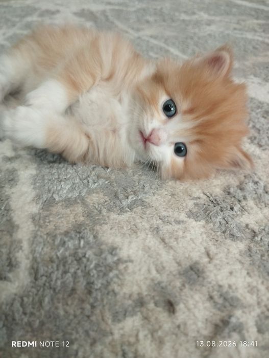 Дарю котят в добрый руки
