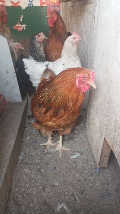 Курочки,петушки молоденькие