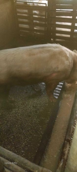 мъжко прасе -нескопено