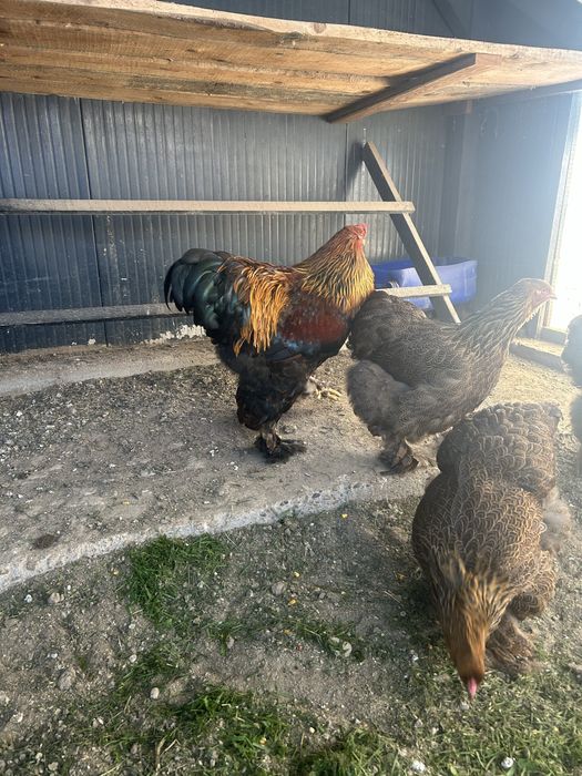 Vand pui brahma potarnichiu