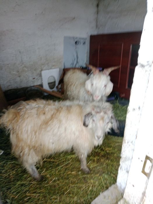 Бордақы теке лақтар 1-жасар