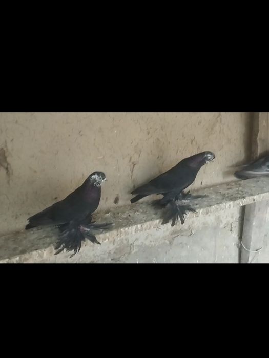 продам рябаголовых и сизых уды