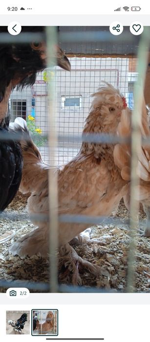 Продам Карликов шустрые