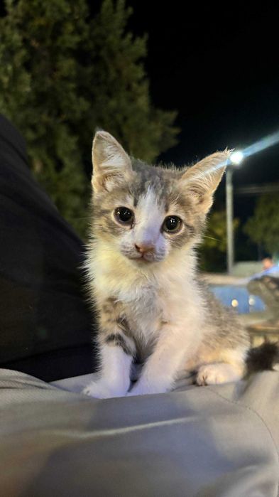 Mushukcha 1.5 oylik tekinga