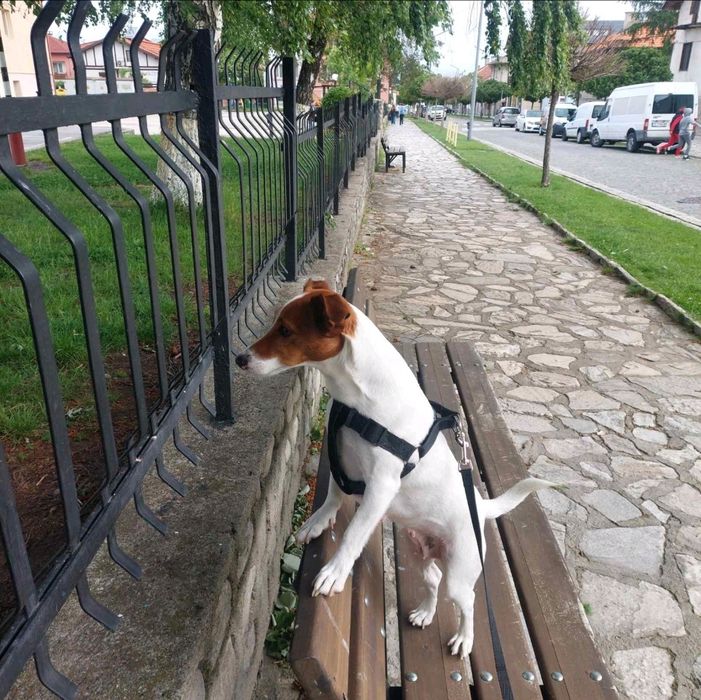 Джак ръсел и мини пинчер