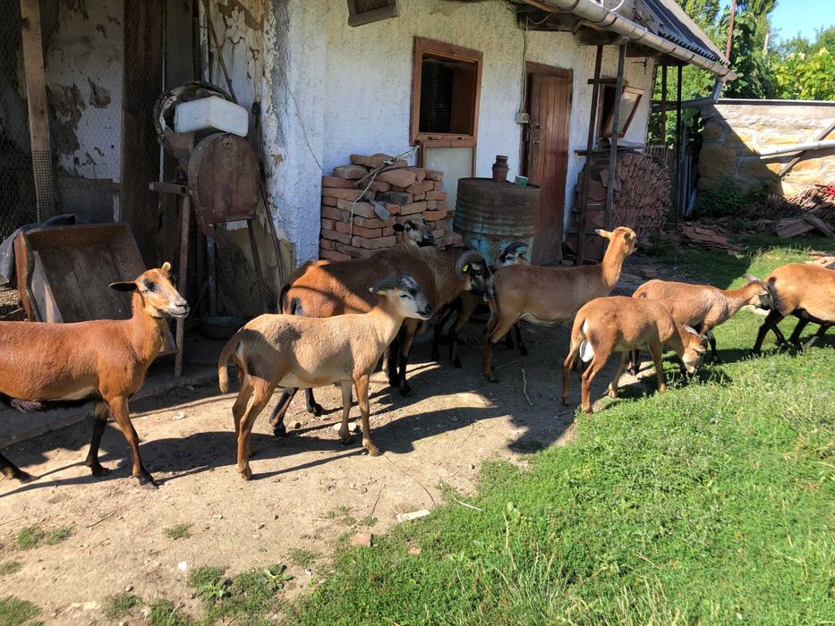 oi cameruneze aparat tuns gradina bio
