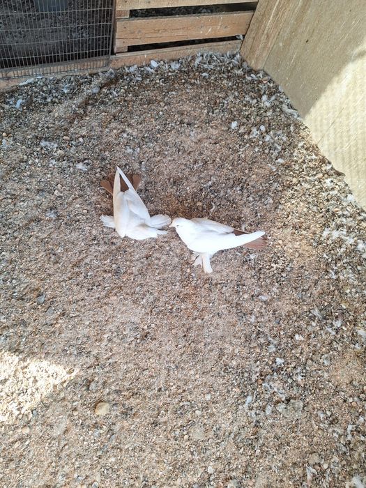 Голубка          голуб