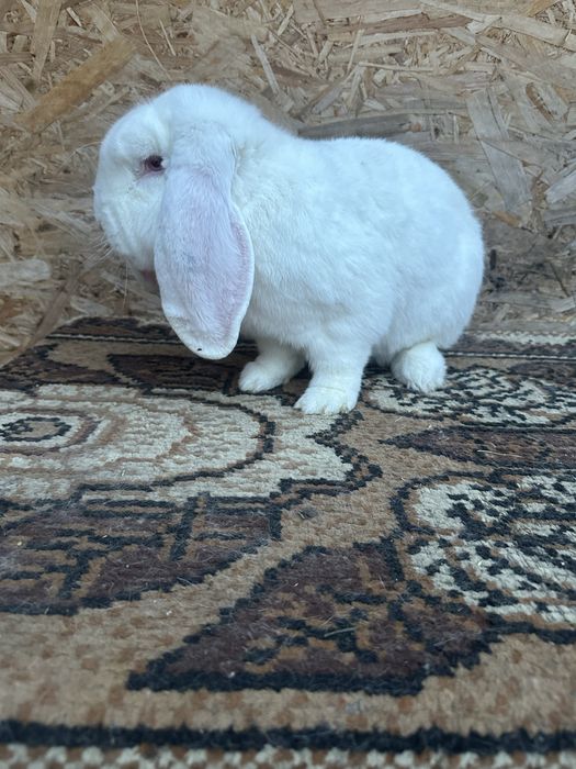 Iepuri berbec german