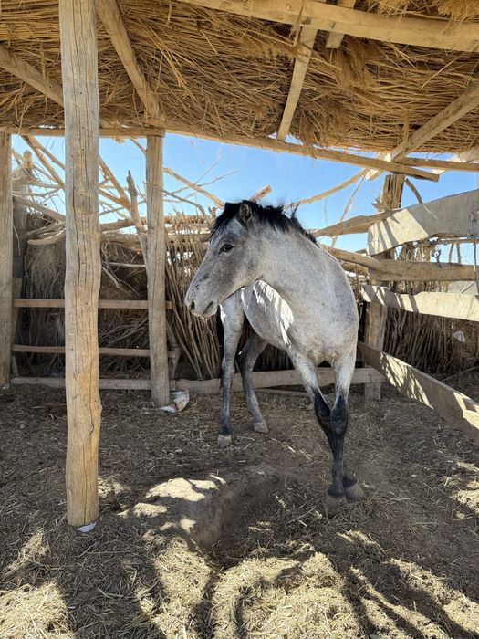 Жылқы сатылады бордақы да тұр