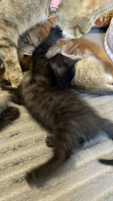 Отдам котят бесплатно