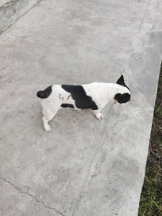 Щенок Французский бульдог