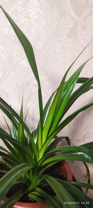 Пандаус Венча (Винтовая пальма)