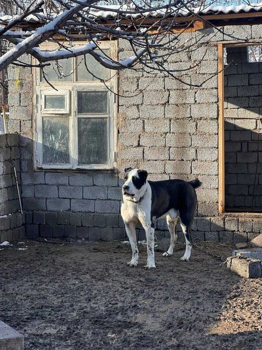 Кобель Алабая для вязки