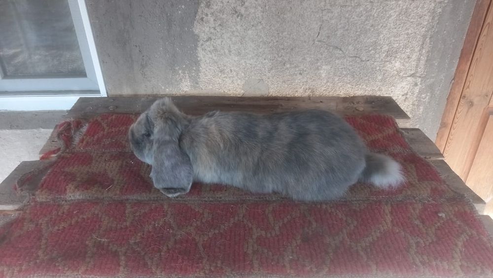 Кролик Французский баран