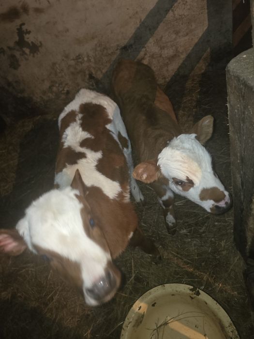 Продам телят от больших коров