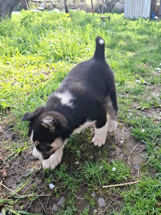 Щенок Хаски, девочка