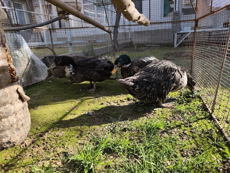 Продам утка четыре штука