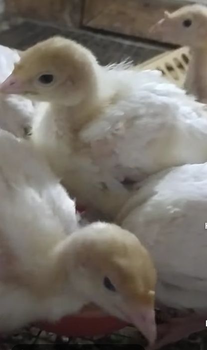 Индюшата Бронза Рубин БС