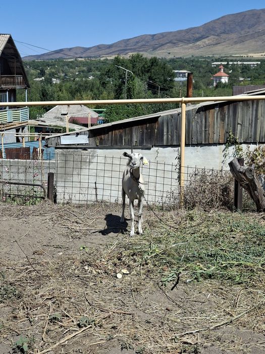 Срочно продам молочную козу