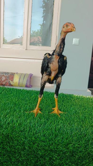 Dakan jojala sotiladi