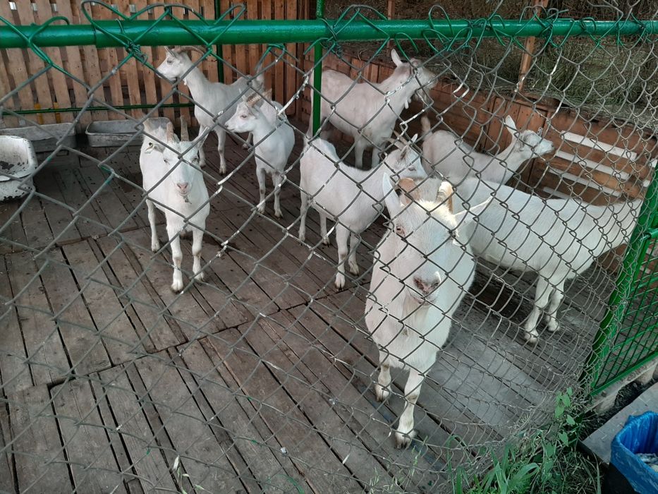 Козье молоко с доставкой на дом!