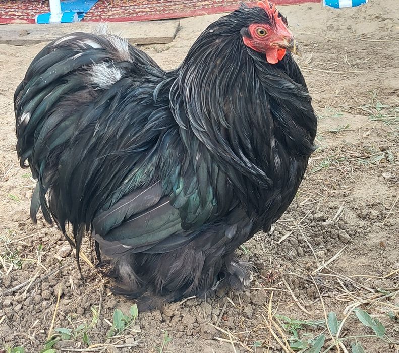 Cocos Cochinchina Pitic Bobat Negru