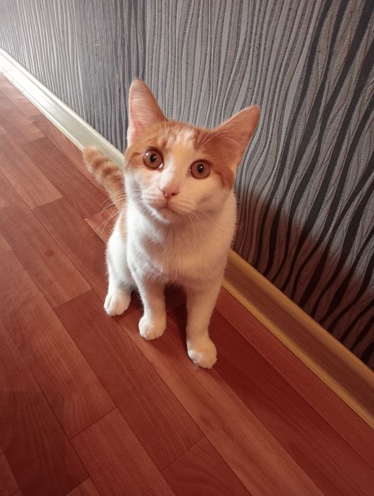 Отдам даром кота