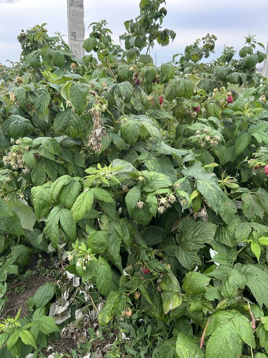 Саженцы малины сорт Мапема