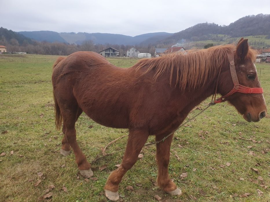 Iapa de vanzare mai batrana