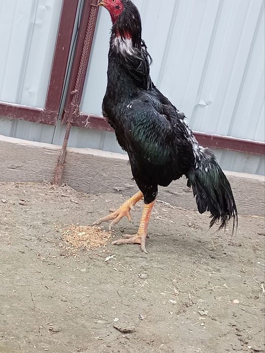 Koreyski shamo xôroz