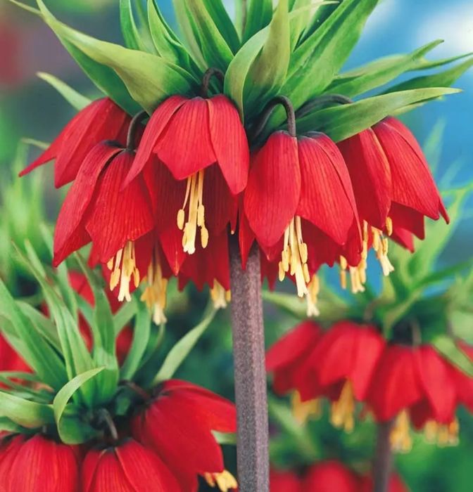 Рябчик Императорский