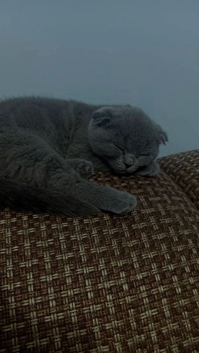 4 месячных Кошка