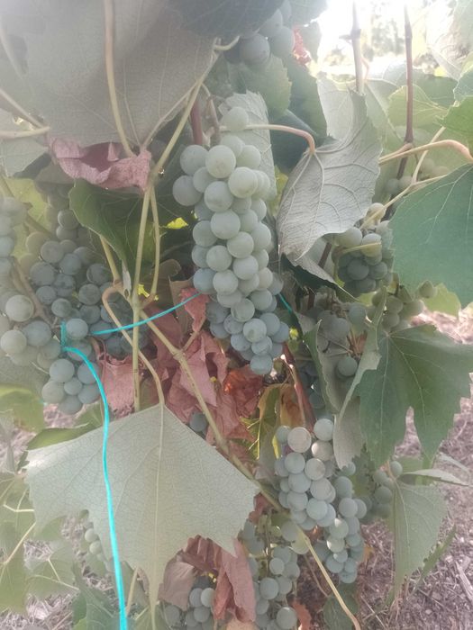 Struguri de vînzare ananas și novă
