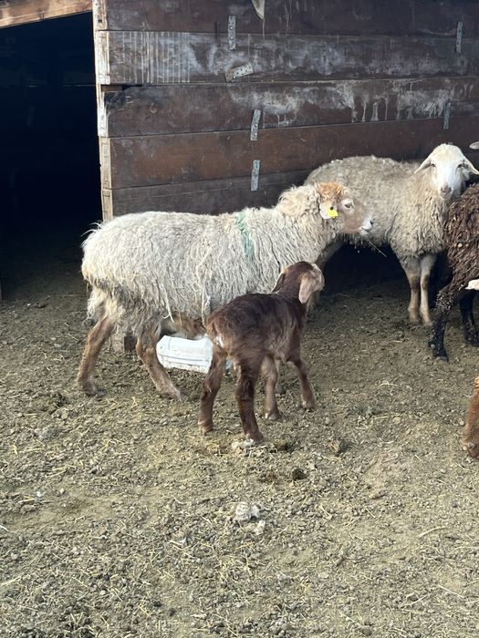 Овцы бараны ягнята