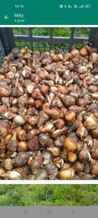 Bulbi narcise galbene