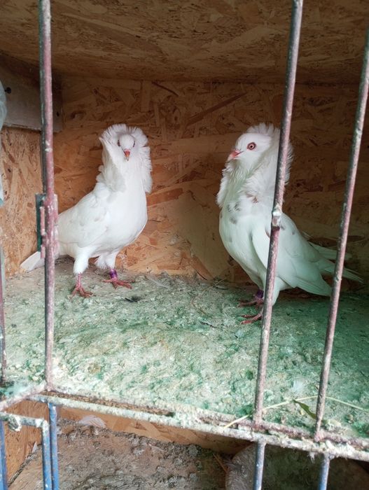 Porumbei ornament de vânzare