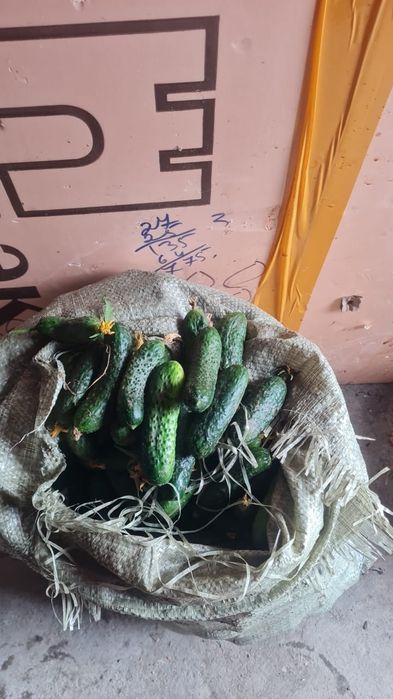 Продам огурцы домашние на маринад