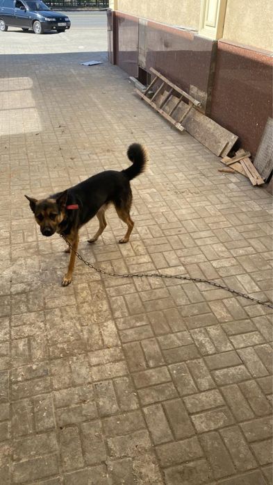 Нашелся пес