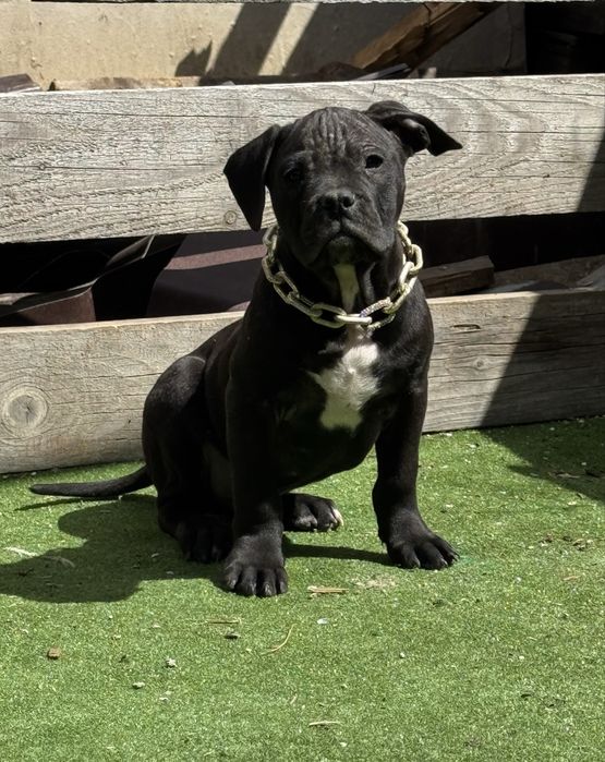 Mascul amstaff  negru