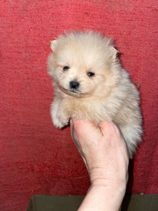 Продается „ Немецкий Шпиц" кобель.