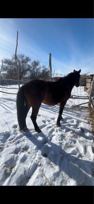 Айғыр сатылады 7 жасар