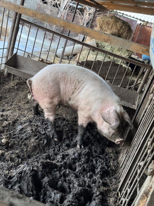 Продам кабана производителя