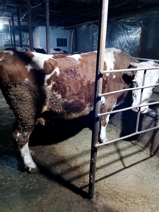 Сементал хорошие данные