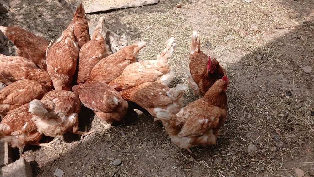Ломан браун сатылады