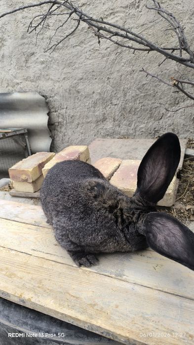 Flandr quyon bolalari sotiladi