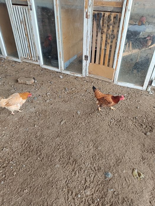 Куры домашние продаются