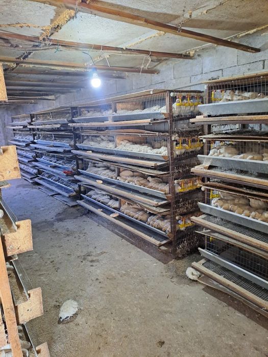 Бөдене құстары, перепёлка